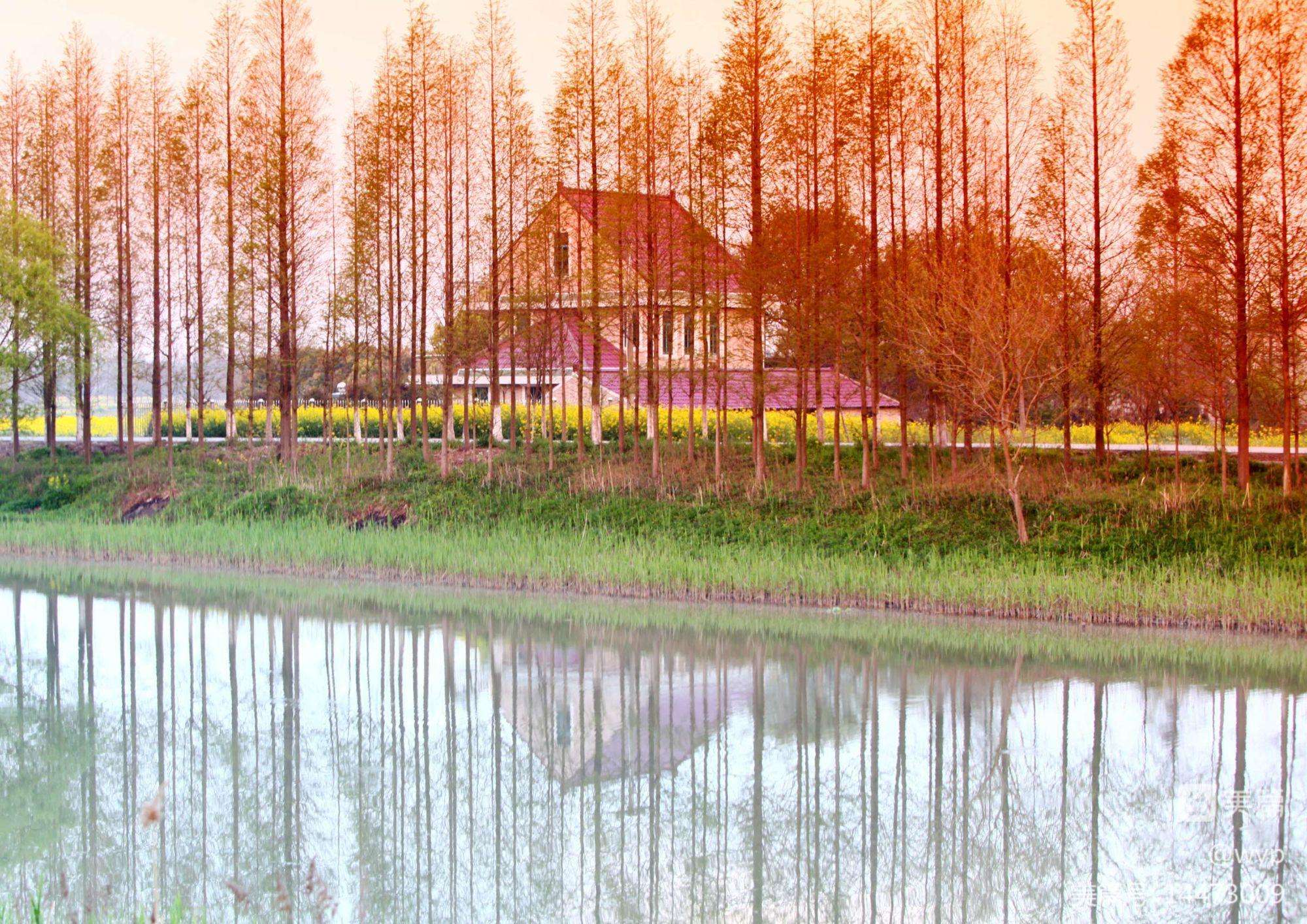 崇明岛(崇明岛旅游)