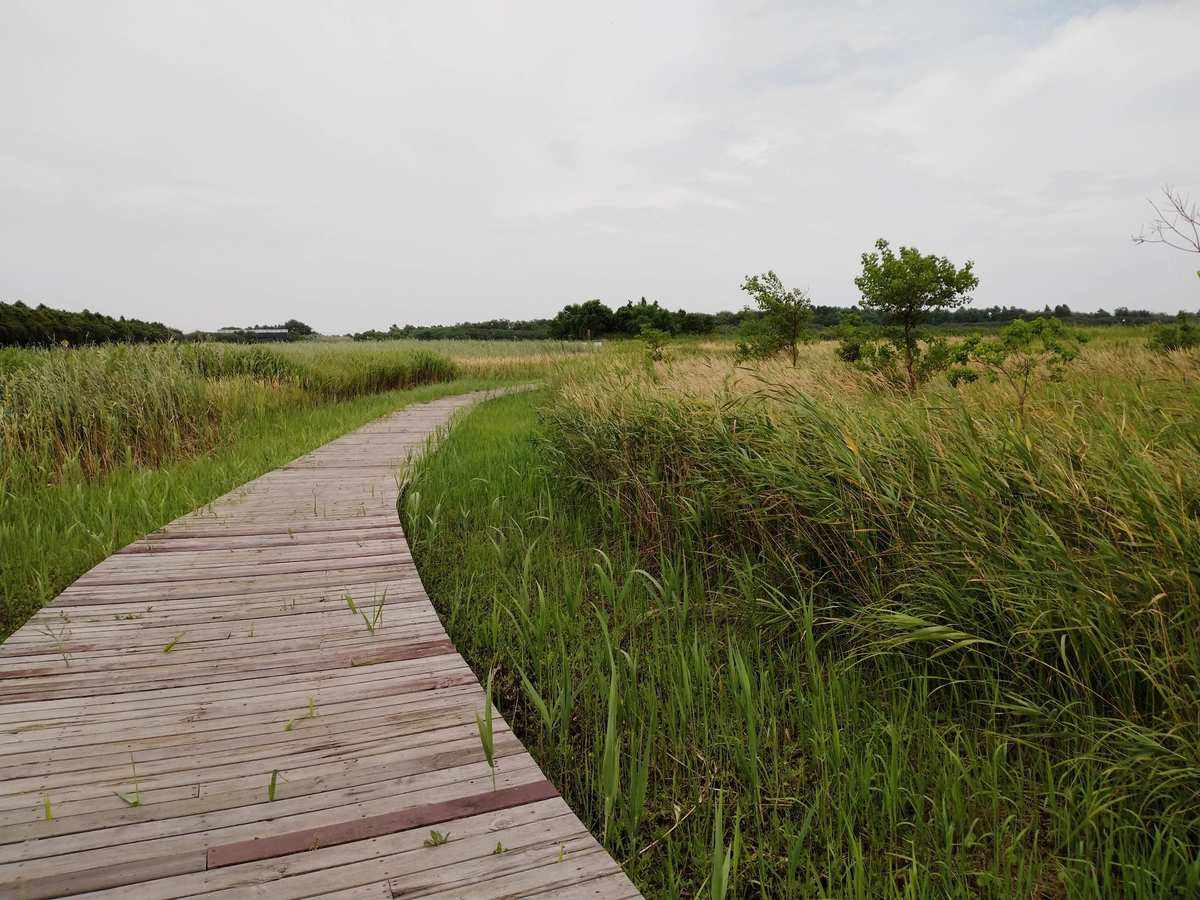 崇明岛(崇明岛天气预报) 崇明岛(崇明岛天气预报)