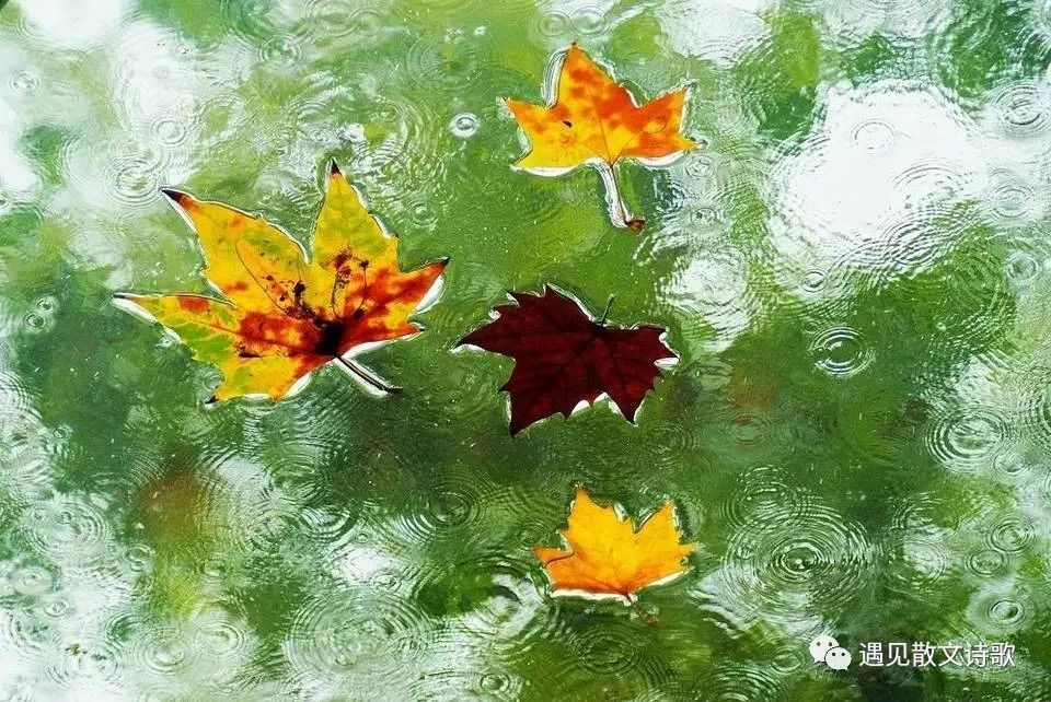 秋天的雨像什么(秋天的雨像什么仿写比喻句) 秋天的雨像什么(秋天的雨像什么仿写比喻句)