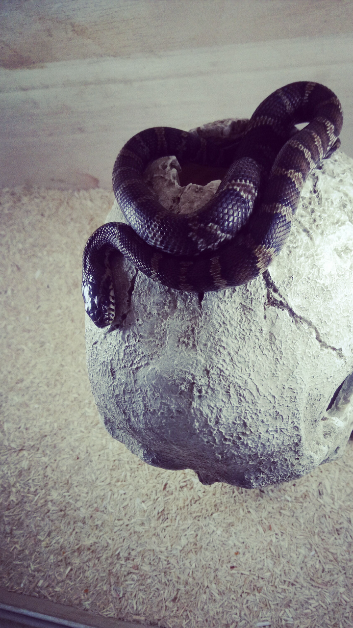 棕黑蛇(棕黑蛇能活几年) 棕黑蛇(棕黑蛇能活几年)