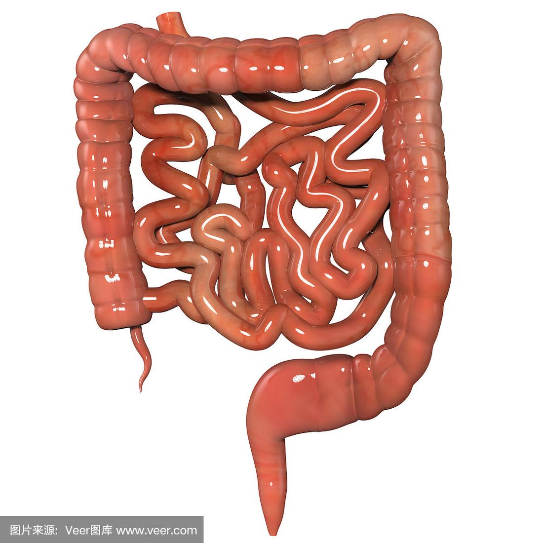 大骨眼镜骨大腱子蹄膀尾巴4内脏部分 心,肺腰子肚,大肠大肠头小肠肝腱