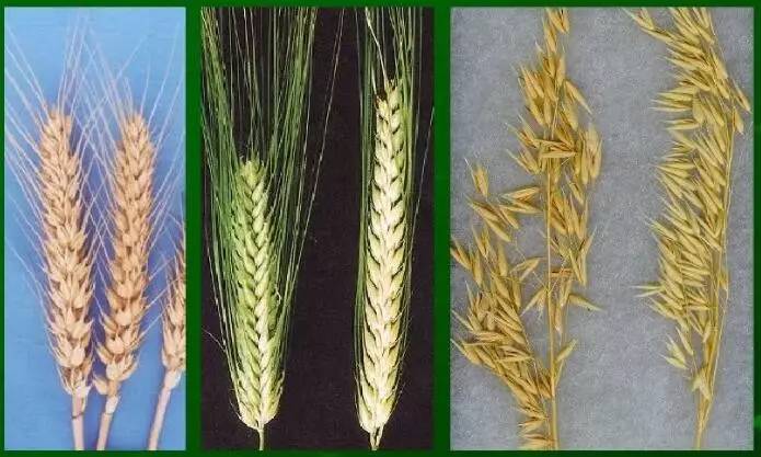 大麦和燕麦的区别(大麦和燕麦的区别和功效一样吗)